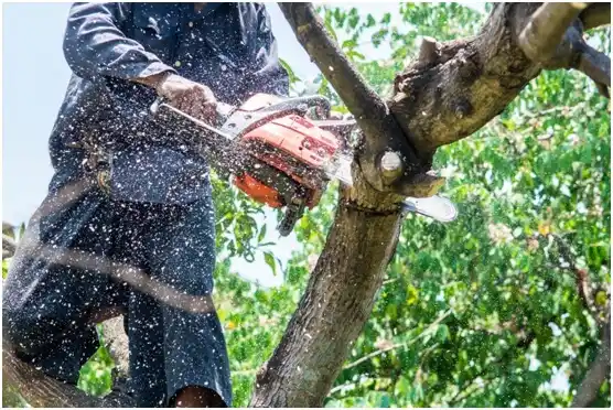 tree services Tappahannock